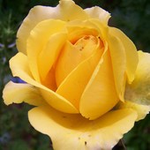 Róża żółta.
