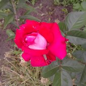 róża