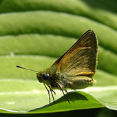 serfujący motyl