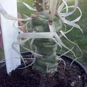 Kaktus - Tephrocactus articulatus v. papyracanthus