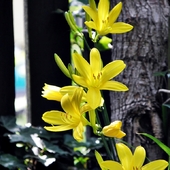 żółte liliowce