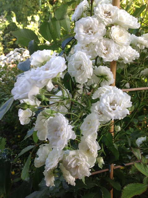 Białe różyczki