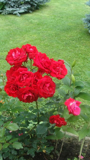 Czerwona róża.