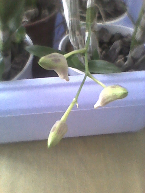 Dendrobium phalaenopsis 2 ma pączki kwiatowe