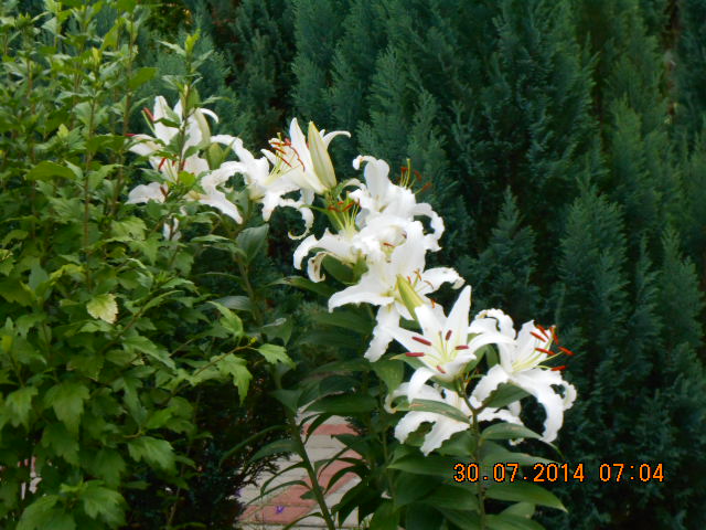 dywanik białych lilii*
