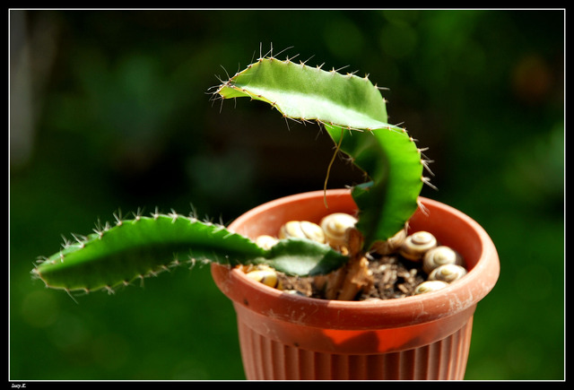 Dziwny kaktus