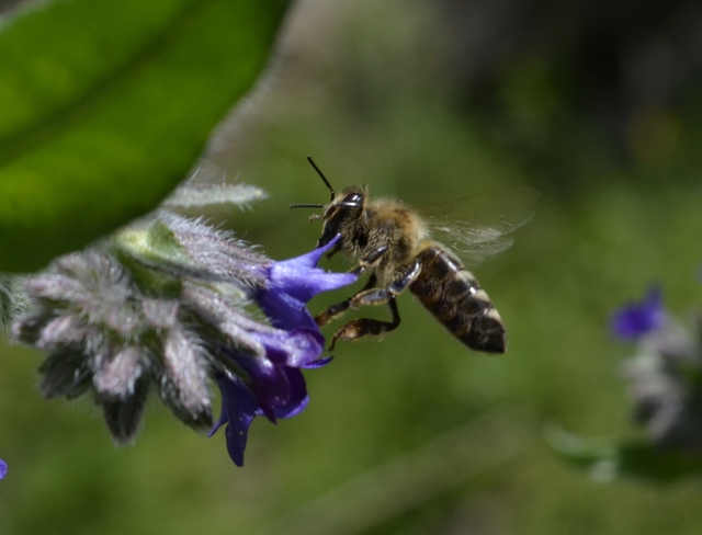 Farbownik i pszczoła w ogrodzie :)