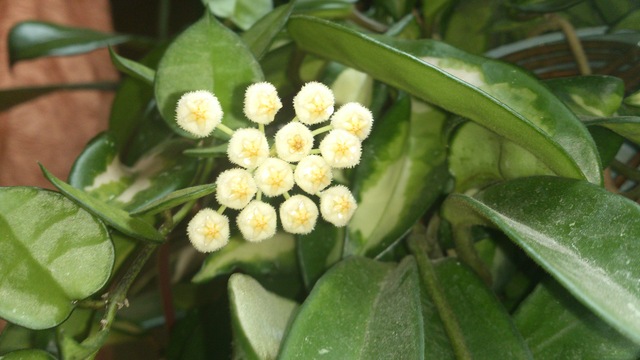 Hoya krohniana