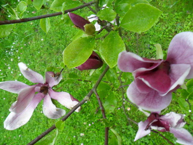 Magnolia  NIGRA