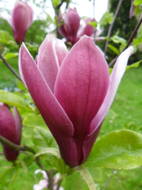Magnolia  NIGRA