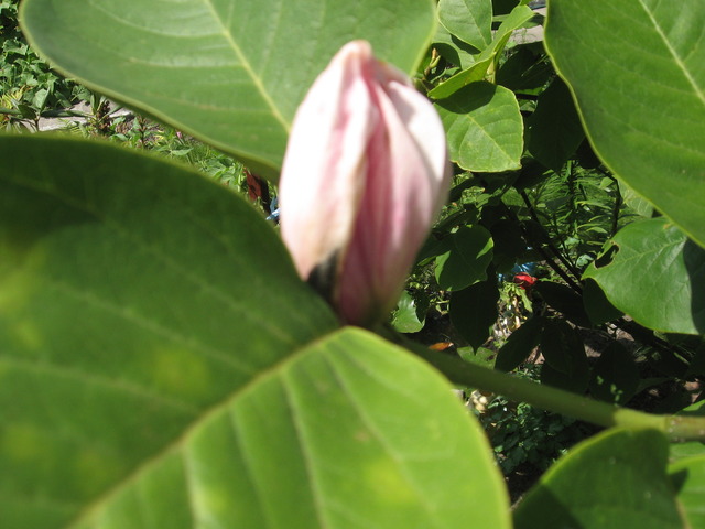 Magnolia -wczoraj zakwitła