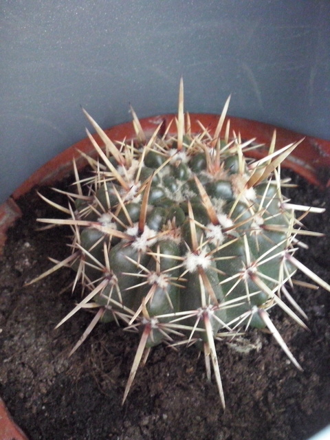 Kaktua - Notocactus Submamulosus