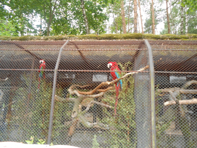 papugi Ara