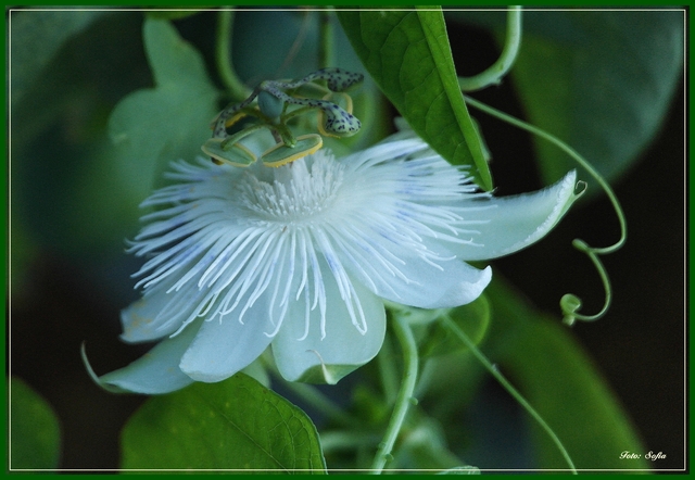Passiflora eichleriana  