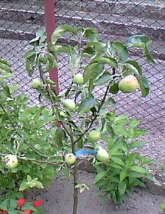 Roczna jabłoneczka z owocami.