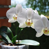 Biały phalaenopsis