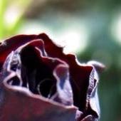 Czarna róża:)