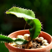 Dziwny kaktus