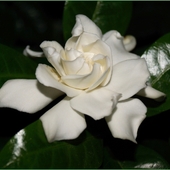 Gardenia (Gardenia J