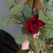Jedna z kolekcji róż.