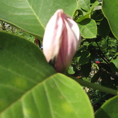 Magnolia -wczoraj zakwitła