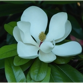 Magnolia wielkokwiatowa...