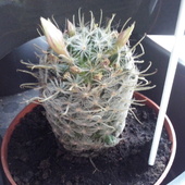 Kaktus - Mammillaria