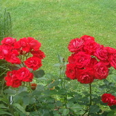 Moje róże.