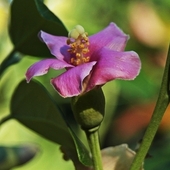 Norfolkeibisch - Lagunaria patersonii