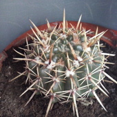 Kaktua - Notocactus Submamulosus