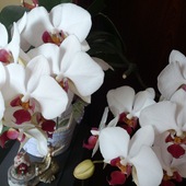 Orchidea Storczyk,