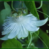 Passiflora eichleriana  