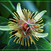 Passiflora gilbertiana  