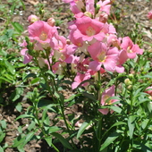 Rózowy kwiat-penstemon...