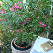 Różowy Oleander