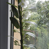 Storczyk-Dendrobium nobile