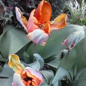 tulipanek*