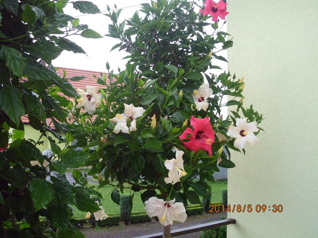 Drzewko hibiskusa o kwiatach w dwóch kolorach.