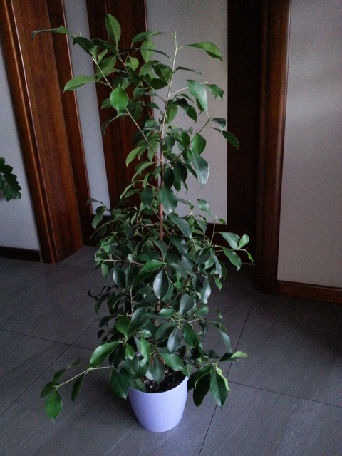 Ficus Beniamin. ;)