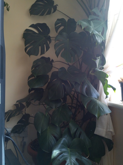 Filodendron  monstera