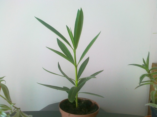 Mój malutki oleander