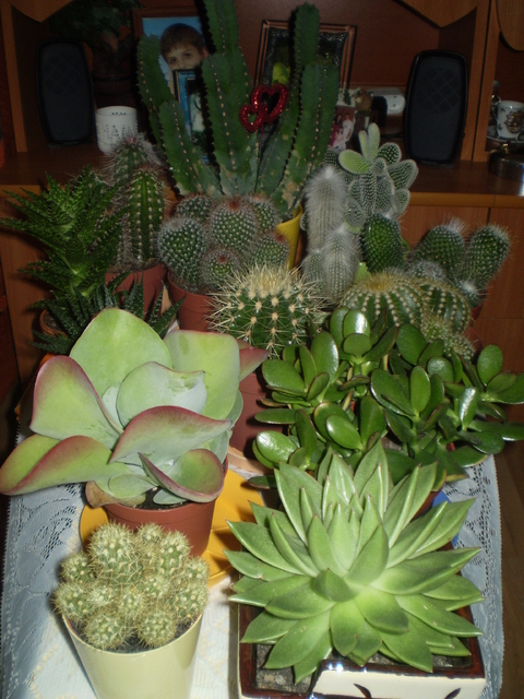 Moja skromna kolekcja kaktusów i sukulentów