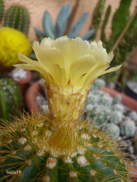 Ostatni kwiat Notocactus :(