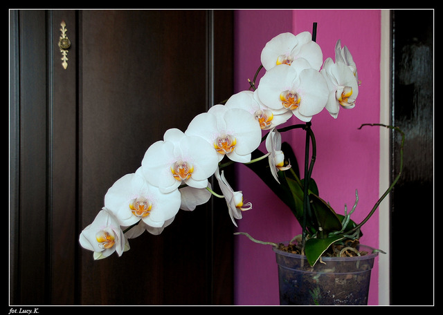 Phalaenopsis - biały z dużymi kwiatami