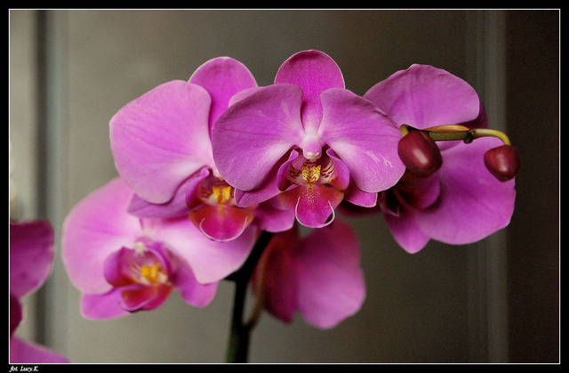Phalaenopsis różowy