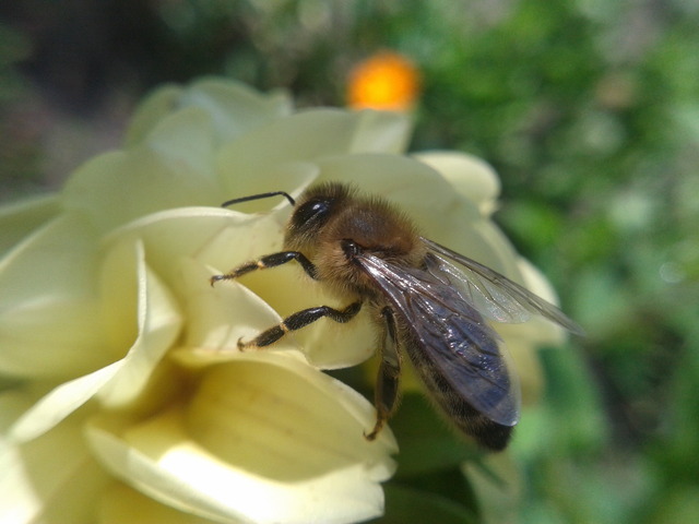 Pszczoła (makro)