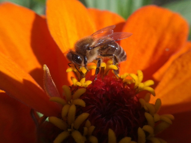 Pszczółka podczas pracy :)