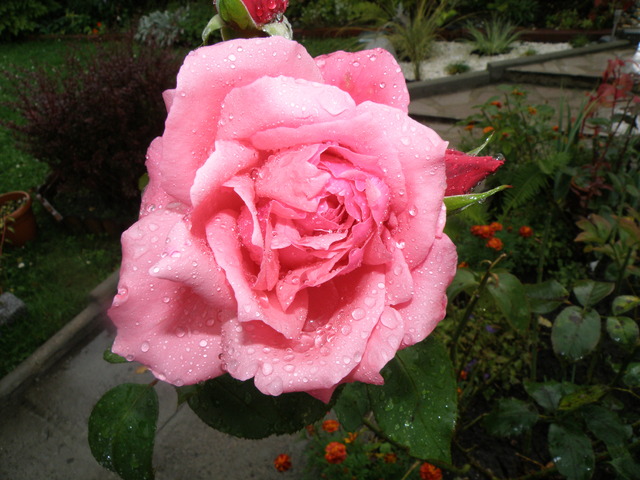 róża z cebra polana:)