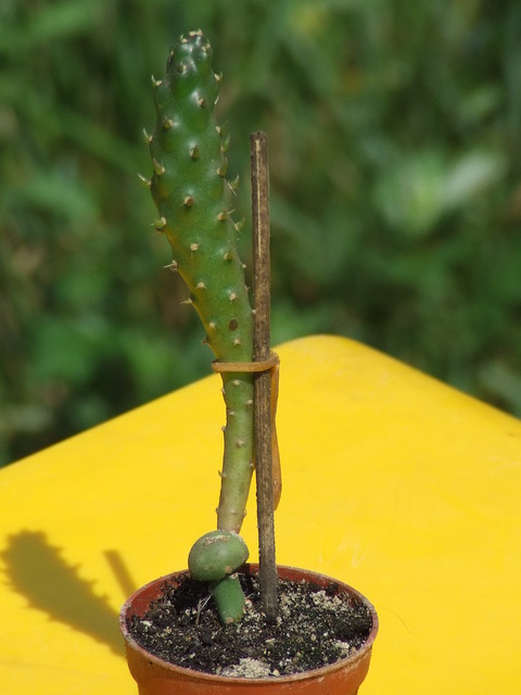 Tephocactus mistiensis