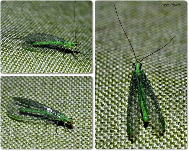 Zielony owad latający...ZŁOTOOK